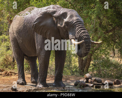 Il vecchio elefante africano bull avente una bevanda di acqua Foto Stock
