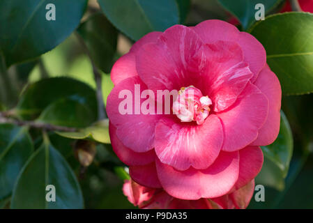 Dr Clifford Parchi, un ibrido reticulata Camellia rilasciato per la prima volta in California nel 1971 ha grandi semi-doppio di fioriture di peonia allentati forma. Foto Stock