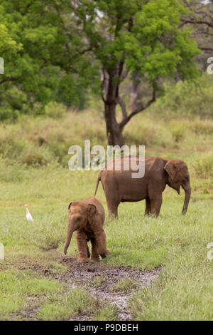 Gli elefanti alimentando in Minneriya National Park in Sri Lanka. Gli elefanti (Elephas maximus) sono rinomati per la riuniranno attorno al serbatoio in Minneriya Foto Stock