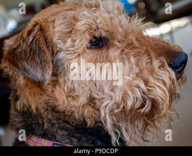 Airedale Terrier profilo Foto Stock