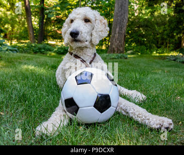 Bianco barboncino Standard con pallone da calcio sul prato Foto Stock