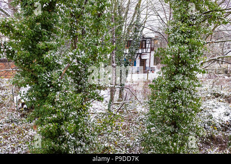 Edera-coperto alberi di acero tronchi, casa indipendente, giardino, neve stagione invernale, Alsazia, Francia, Europa Foto Stock