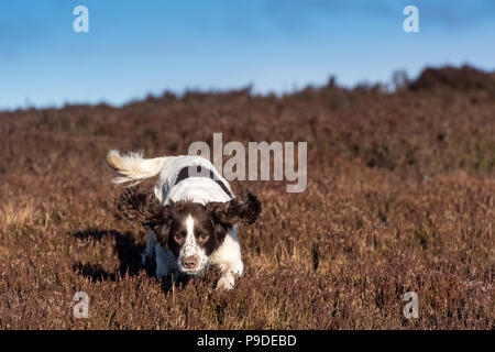 Spaniel gundog lavorando su una Red Grouse sparare nel Yorkshire Dales. Foto Stock