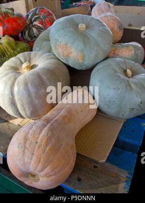 Zucche sul mercato aperto, i pezzi di zucca, zucca pila. Big orange zucche di Halloween vacanza. fresche spremute organico per le vacanze. Backg zucca Foto Stock