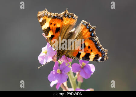 Piccola Tartaruga butterfly alimentazione su Erisymum (violaciocca) Foto Stock