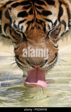 Achille, un maschio di tigre di Sumatra ha una bevanda in un clima caldo e come fa il suo debutto pubblico a Howletts Wild Animal Park, vicino a Canterbury nel Kent. Foto Stock