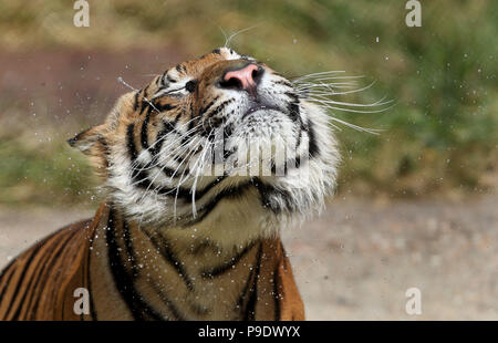 Achille, un maschio di tigre di Sumatra ha una bevanda in un clima caldo e come fa il suo debutto pubblico a Howletts Wild Animal Park, vicino a Canterbury nel Kent. Foto Stock