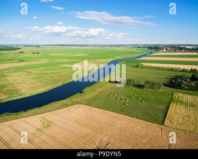 Le mucche al pascolo su verde pascolo da un fiume, sotto blu cielo nuvoloso Foto Stock