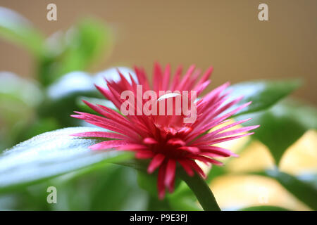 Close-up di rosa vibranti Baby Sun Rose fiore con crystal clear gocciolina di acqua sul polline, messa a fuoco selettiva e sfondo sfocato Foto Stock