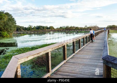 Gainesville Florida, Micanopy, Paynes Prairie, LaChua Trail Trailhead, Alachua Sink, parco statale, passeggiata sulla natura rialzata, praterie paludi, anatra, FL1 Foto Stock