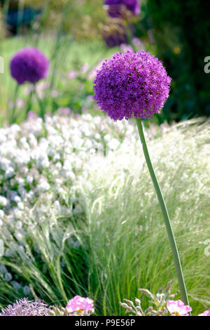 Un Allium con fiore in giardino Foto Stock
