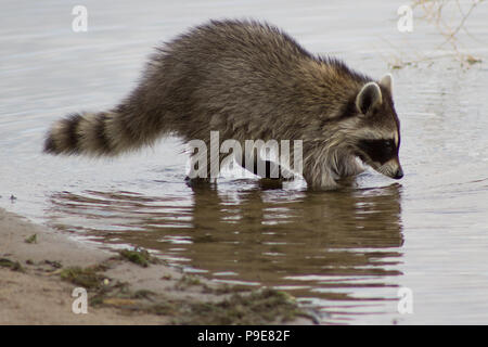 Racoon foraggio per il cibo in acqua vicino a riva Foto Stock