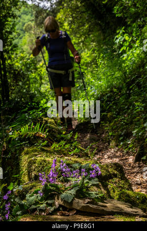 Donna escursionista passando lungo un sentiero forestale passato fiori viola sulla GR11 a lunga distanza a piedi vicino a generare dei Pirenei catalani, Spagna Foto Stock