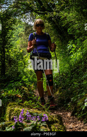 Donna escursionista passando lungo un sentiero forestale passato fiori viola sulla GR11 a lunga distanza a piedi vicino a generare dei Pirenei catalani, Spagna Foto Stock