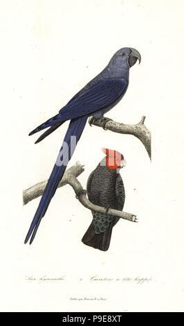 Spix's macaw, Cyanopsitta spixii (specie gravemente minacciate) e pista-pista cacatua, Callocephalon fimbriatum. Handcolored incisione su rame dal rene Primevere della lezione completa de Buffon, Pourrat Freres, Parigi, 1838. Foto Stock