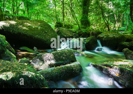 vista del sito della riserva naturale di kennall vale cornwall del vecchi mulini a polvere ul Foto Stock