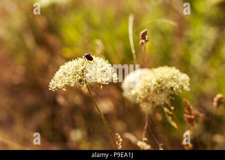 Cockchafer su una lama di erba nel bosco Foto Stock