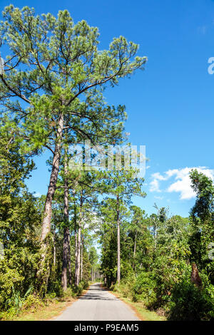 Gainesville Florida, Micanopy, Paynes Prairie Ecopassage Nature Preserve state Park, Savannah Boulevard, alberi, strada, National Natural Landmark, conservazione Foto Stock