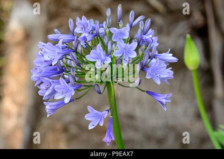 Close up di un viola agapanthus fiore in fiore Foto Stock