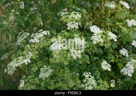 Grande fioritura la cicuta, Conium maculatum, piante inizio per andare alle sementi, Devon, Luglio Foto Stock