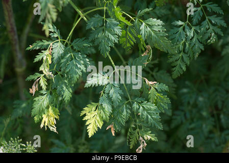 La cicuta, Conium maculatum, delicato Apiaceae foglie sul grande pianta velenosa, Devon, Luglio Foto Stock