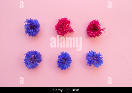 Due righe di colore rosa e blu o corfnflowers bachelor pulsanti sul rosa pastello sfondo. Foto Stock
