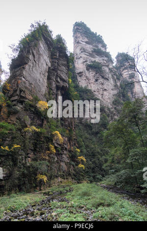 Paesaggio di Zhangjiajie. Preso dal Vecchio Campo a casa. Situato in Wulingyuan Area d'interesse storico e paesaggistico che è stato designato come un Sito Patrimonio Mondiale dell'UNESCO come pure AAAAA scenic area in Cina. Foto Stock