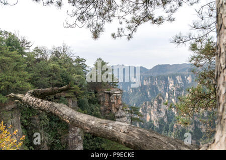 Paesaggio di Zhangjiajie. Preso dal Vecchio Campo a casa. Situato in Wulingyuan Area d'interesse storico e paesaggistico che è stato designato come un Sito Patrimonio Mondiale dell'UNESCO come pure AAAAA scenic area in Cina. Foto Stock