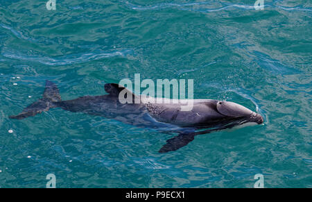 Ettari, Dolphin Dolphin minacciate, Nuova Zelanda. Cetacei endemico della Nuova Zelanda Foto Stock