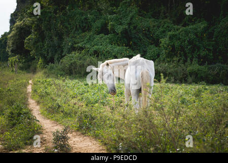 Un magnifico cavallo bianco sfiora in una fattoria in Viñales, Cuba. Foto Stock