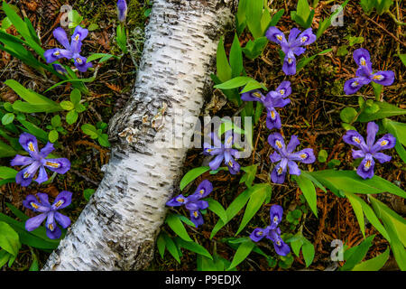 Lago di Nana (Iris Iris lacustris), fioritura, Northern Great Lakes, Stati Uniti d'America, da Bruce Montagne/Dembinsky Foto Assoc Foto Stock