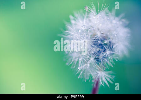 Fiori di tarassaco la mattina con gocce di rugiada e sfondo sfocato Foto Stock