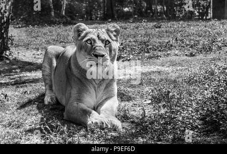 Bellissima Leonessa staring a noi in Thoiry Zoo. (Francia) Foto Stock
