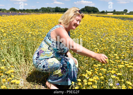 Donna inginocchiati in un campo di fiori selvatici a campi di lavanda open day, Selborne, Hampshire, Regno Unito. Domenica 15 luglio 2018. Foto Stock