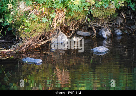 Bilanciere (Cinclus cinclus) caccia in un torrente di montagna Foto Stock