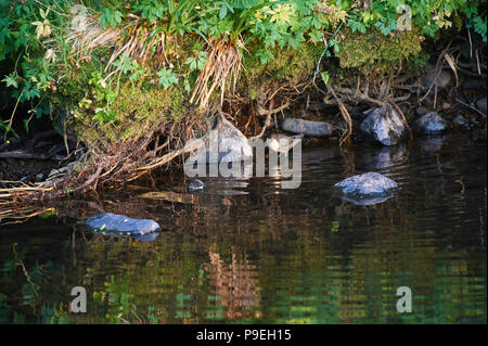 Bilanciere (Cinclus cinclus) caccia in un torrente di montagna Foto Stock