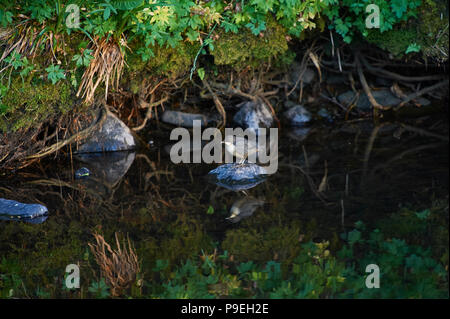 Bilanciere (Cinclus cinclus) caccia in un torrente di montagna Foto Stock