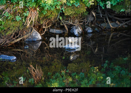 Bilanciere (Cinclus cinclus) caccia in un torrente di montagna Foto Stock