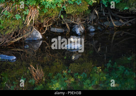 Bilanciere (Cinclus cinclus) caccia in un torrente di montagna Foto Stock