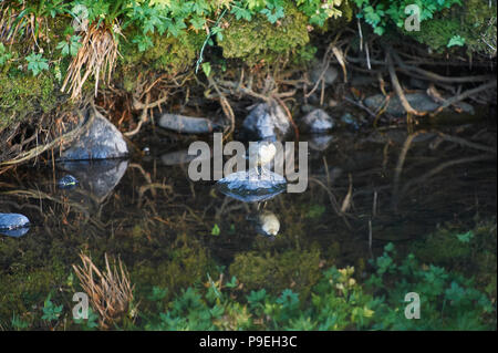 Bilanciere (Cinclus cinclus) caccia in un torrente di montagna Foto Stock