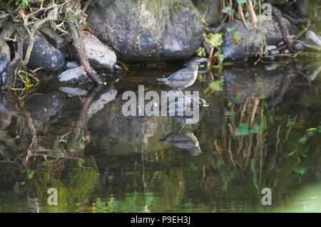 Bilanciere (Cinclus cinclus) caccia in un torrente di montagna Foto Stock