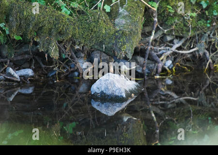 Bilanciere (Cinclus cinclus) caccia in un torrente di montagna Foto Stock