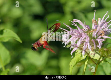 Hummingbird clearwing moth su wild bergamotto Foto Stock