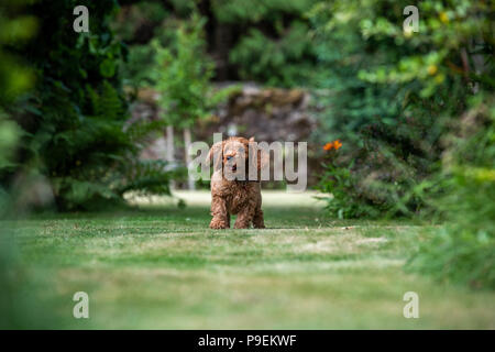 Un rosso giovane cucciolo Cockapoo essere giocoso in suoi proprietari giardino nel suo giardino dei proprietari Foto Stock