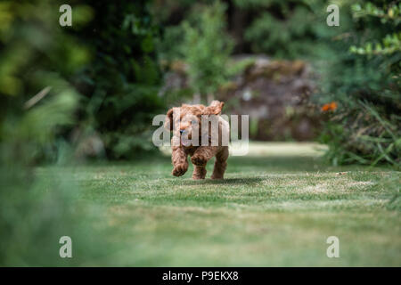 Un rosso giovane cucciolo Cockapoo essere giocoso in suoi proprietari giardino nel suo giardino dei proprietari Foto Stock