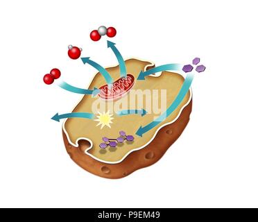 La respirazione cellulare in un animale cellula eucariotica. Foto Stock