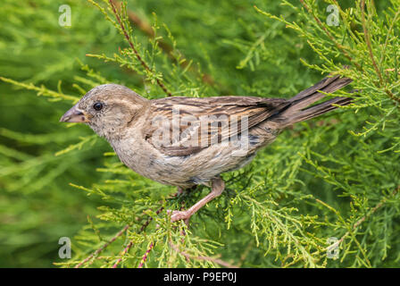 Casa passero bird (Passer domesticus), vista laterale, arroccato in una boccola in estate nel West Sussex, in Inghilterra, Regno Unito. Foto Stock