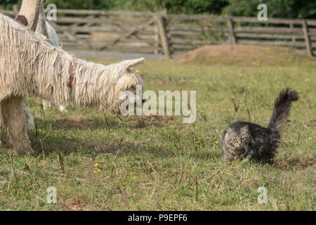 Suri alpaca sniffing un gatto Foto Stock