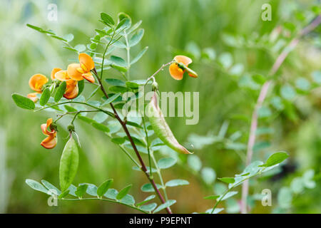 Colutea arborescens è una specie di leguminose arbusto noto con il nome comune di vescica-senna. È nativo di Europa e Nord Africa, ma è noto Foto Stock