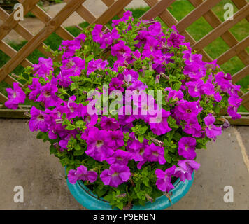 Una piantatrice giardino pieno di fiori di petunia. Foto Stock